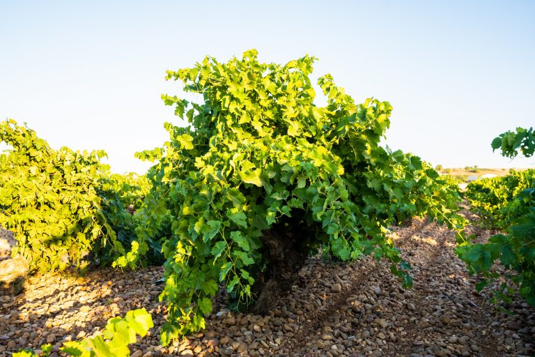 Viñedo en Cigales.