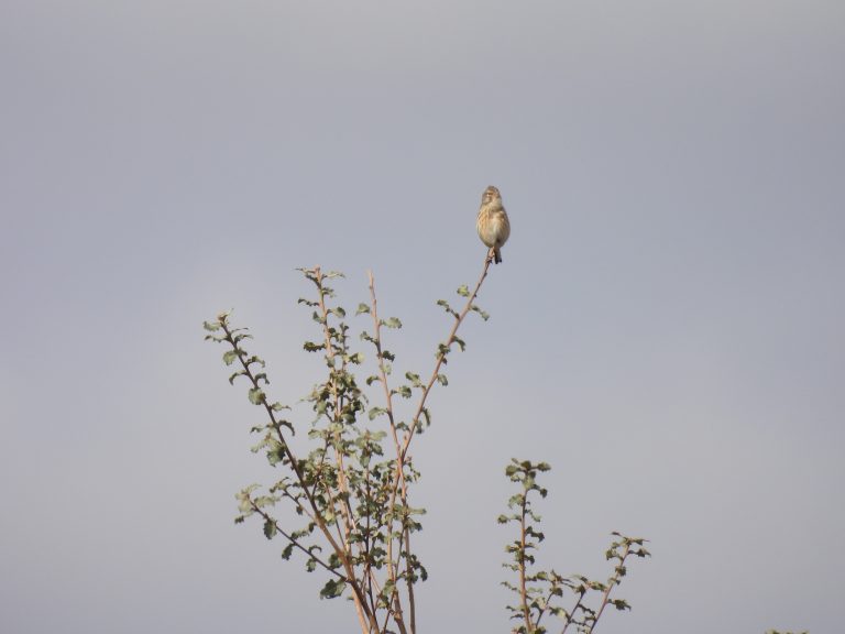 El turismo ornitológico crece cada año.