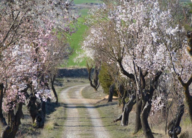 finca-el-cercado-almendros-en-flor-2017 (52)