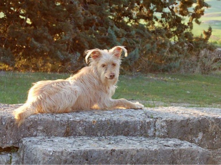 El Cercado, un destino pet friendly